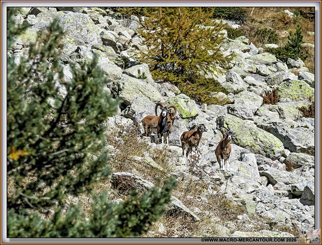 MOUFLONS